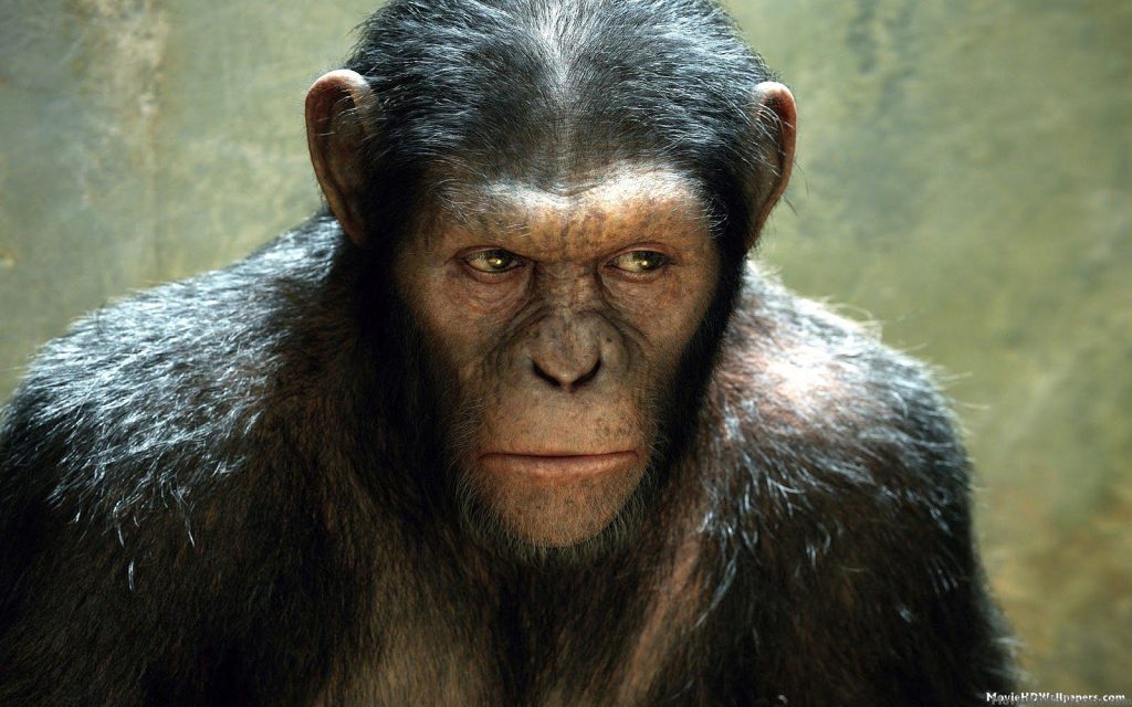 dawn-of-the-planet-of-the-apes-movie-caesar-s-tiny-chimp-baby-is-jpeg-42954